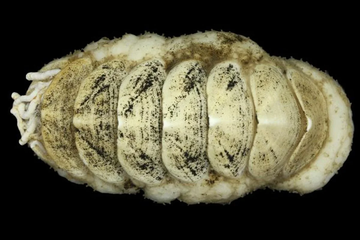 8.000 Vorschläge später bekommt eine neu entdeckte Tiefseeart ihren Namen