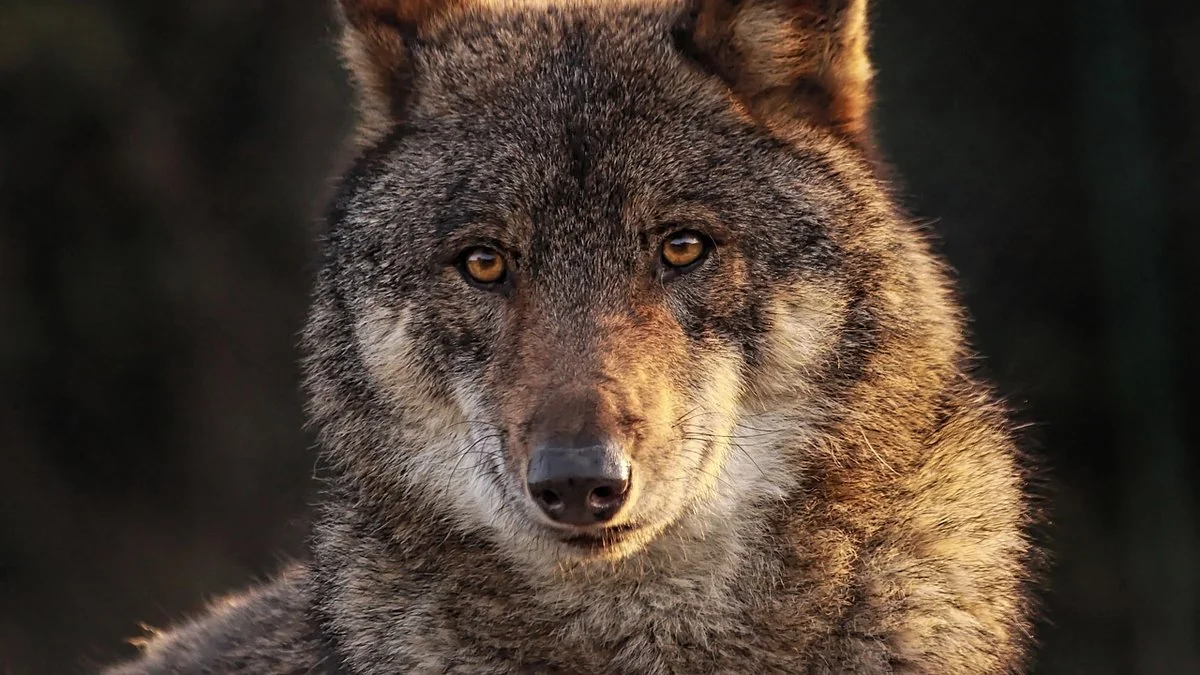 Als Risiko für die Bevölkerung eingestuft, unterliegt ein Wolf in Deutschland einer außergewöhnlichen Abschussgenehmigung