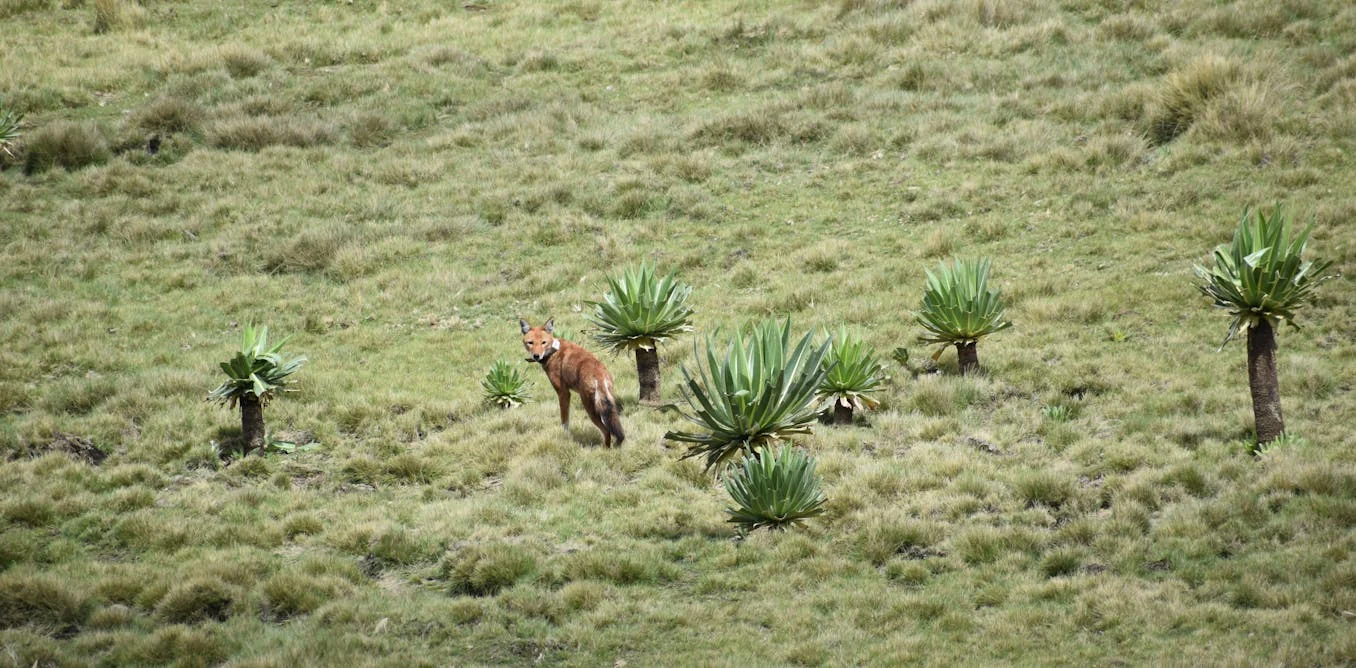 Die lehrreiche Geschichte des ersten jemals gefangenen, gepflegten und anschließend wieder in die Wildnis ausgewilderten Äthiopischen Wolfs