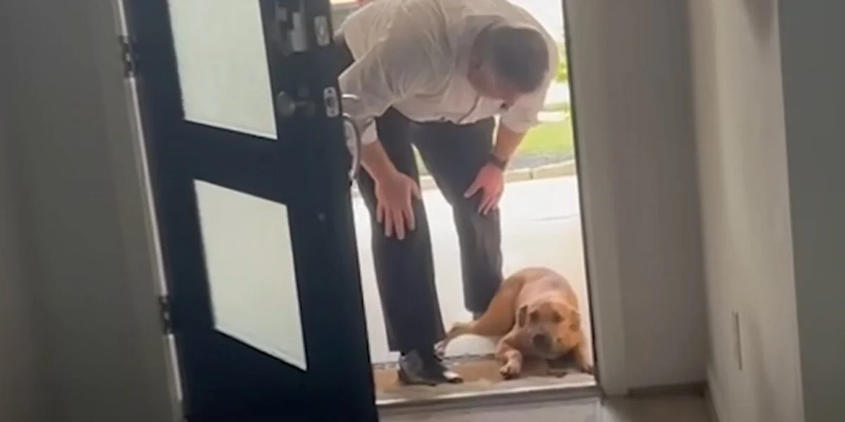 Ehemann bringt einen streunenden Hund nach Hause und hilft ihm sanft, seine ersten Schritte drinnen zu machen