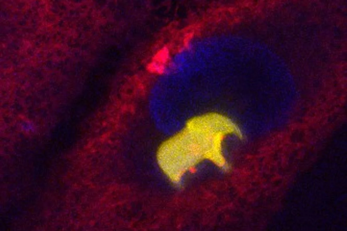 Ein 3D-gedruckter Elefant in einer lebenden Zelle signalisiert einen Durchbruch in der Bioengineering-Forschung