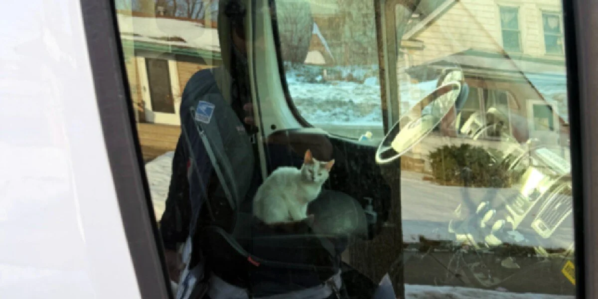 Einfrierende Katze rennt auf einen Postboten zu und „schreit“, um in seinen Lieferwagen zu kommen