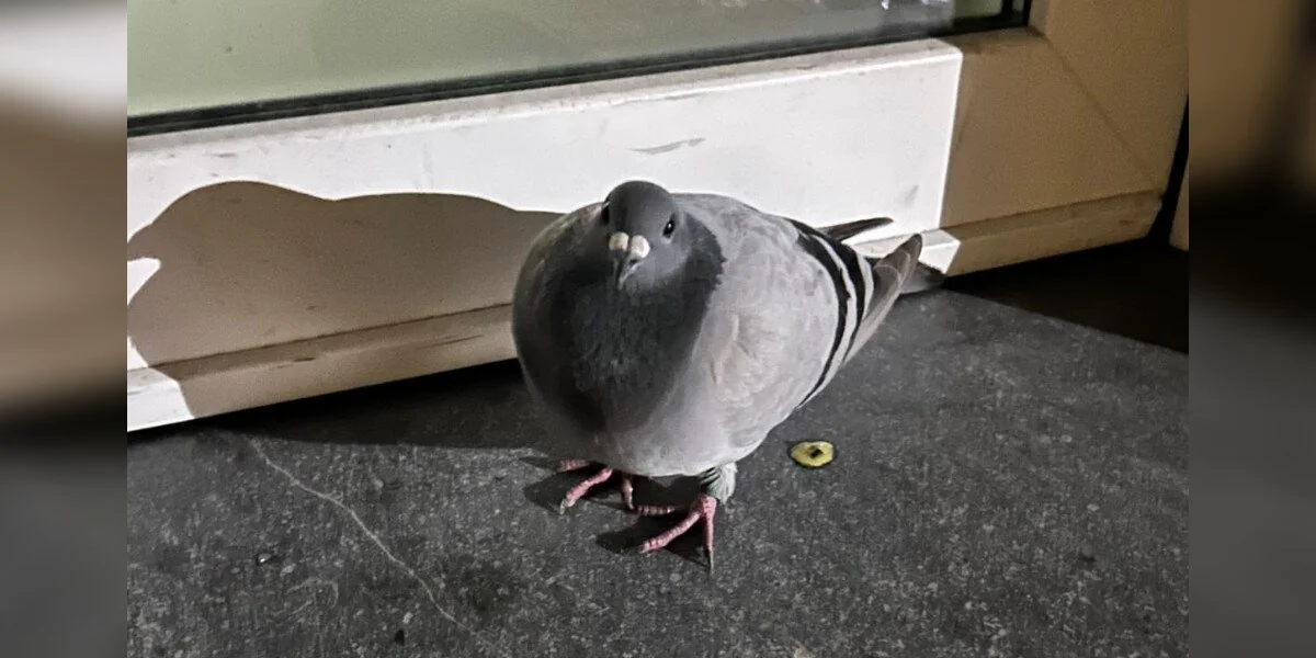 Frau findet eine Taube vor ihrer Haustür wartend — dann sieht sie, was am Bein des Vogels ist