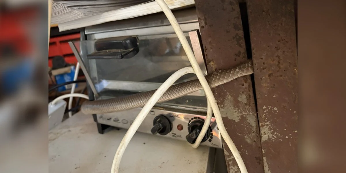 Frau findet etwas Gefährliches um den Toaster gewickelt und trifft eine unerwartete Entscheidung
