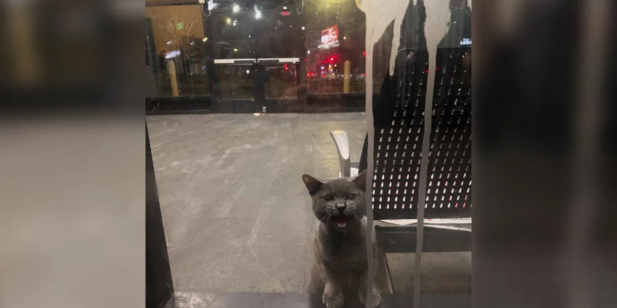 In einem verschlossenen Busbahnhof eingesperrte Katze fleht Passanten an, ihn zu retten