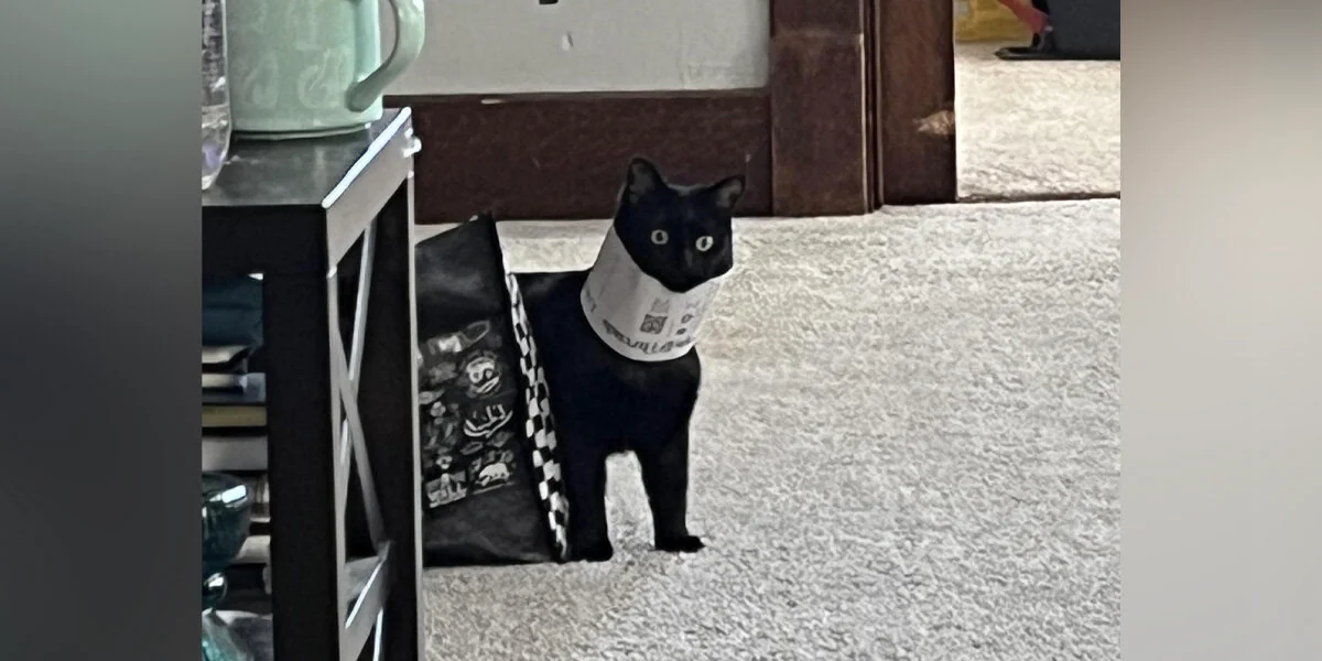 Katze liefert sich ein Kopf-an-Kopf-Rennen mit einem Wollknäuel — und schafft es irgendwie zu verlieren