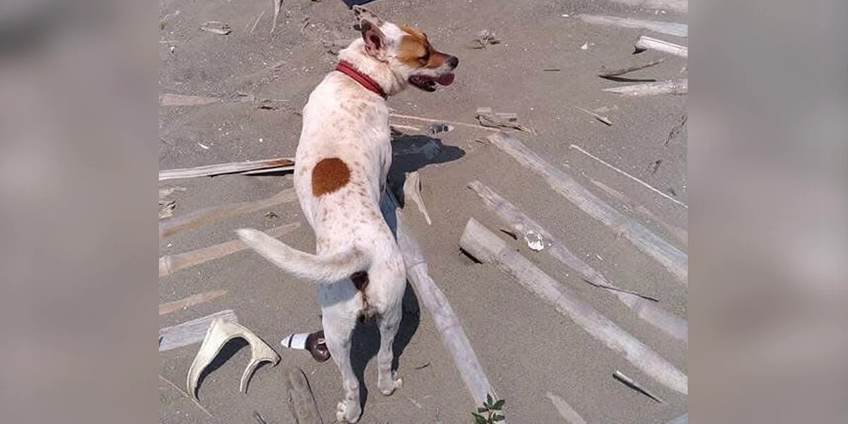 Künstler errichtet ein rührendes Denkmal für seinen Hund aus Treibholz, das sie gemeinsam gesammelt haben