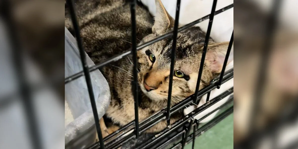„Liebender“ Kater saß 500 Tage im Tierheim, ohne zu begreifen, dass es daran liegt, dass er anders ist