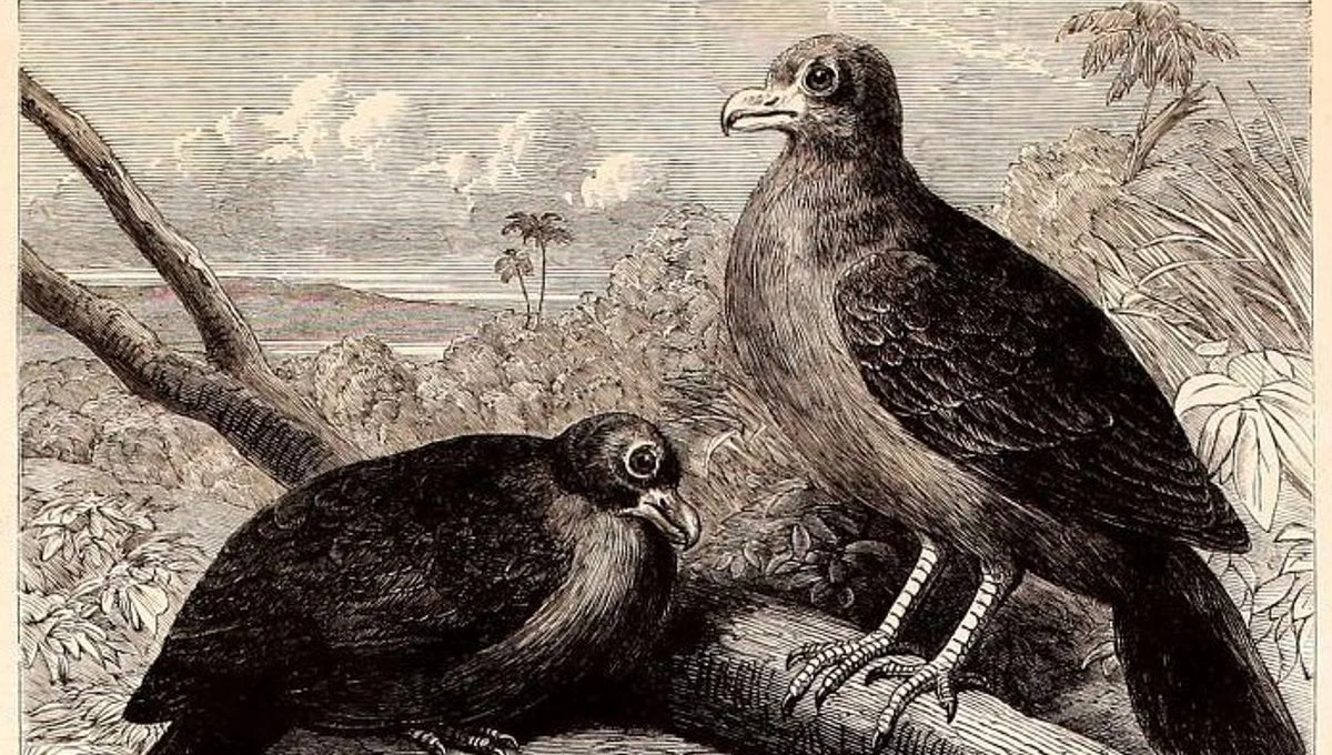 Manumea, der nächste lebende Verwandte des Dodos, nach 5-jährigem Verschwinden lebend gesehen