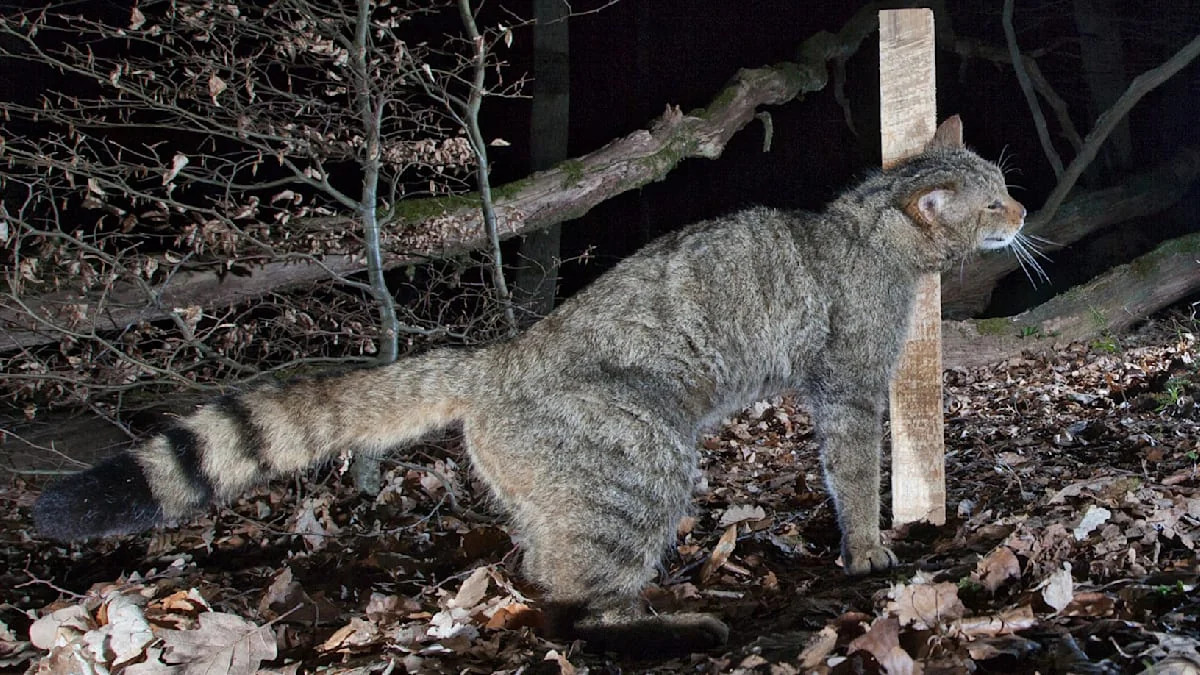 Naturschutz-Erfolg: Erste Wildkatze seit dem Mittelalter