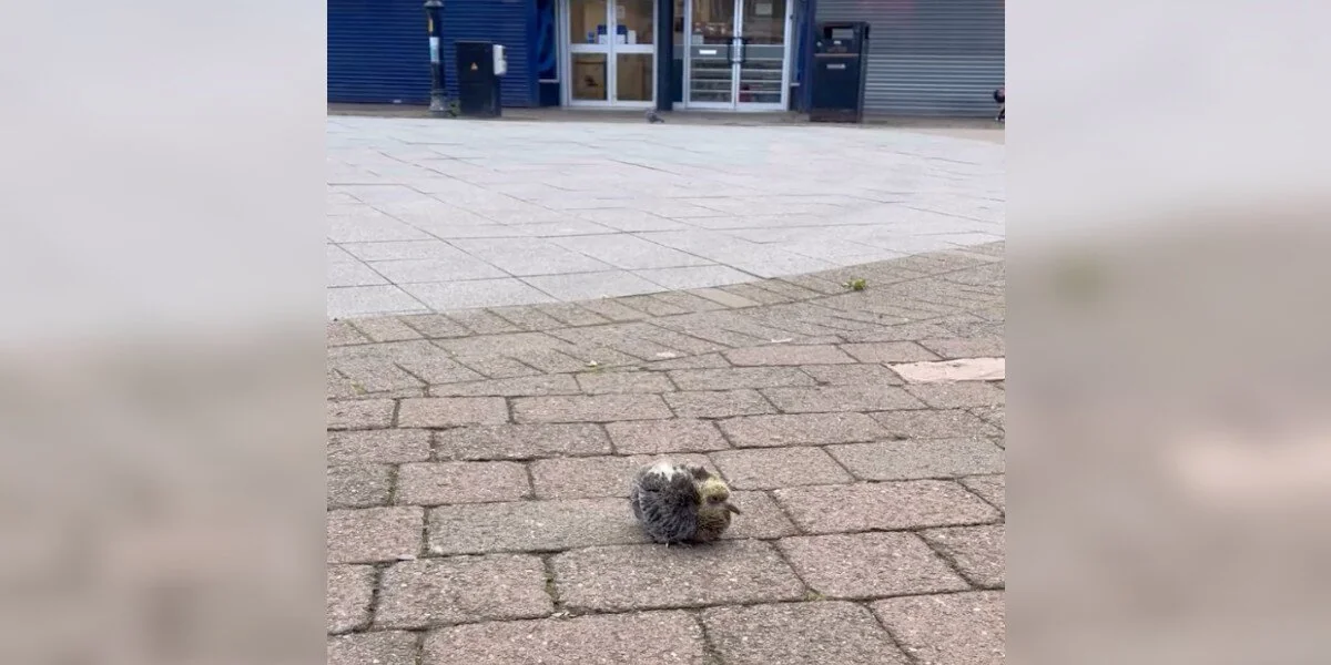 Paar hält an, um einem „quiekenden“ Baby am Boden zu helfen, und findet einen Freund fürs Leben