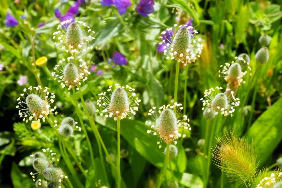 Pflanzen kommunizieren ständig, und die Biodiversität prägt die Botschaft