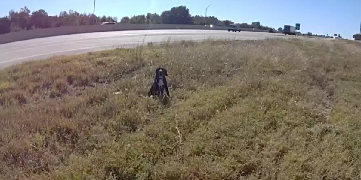 Polizist hält an, um einem auf einer stark befahrenen Autobahn gestrandeten Hund zu helfen, und erkennt, warum er sich nicht bewegt