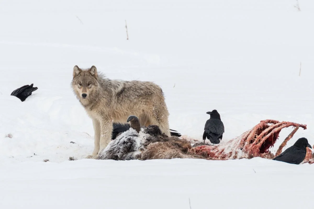 Pumas lernen, in Yellowstone mit Wölfen zu koexistieren, indem sie ihre Ernährung ändern