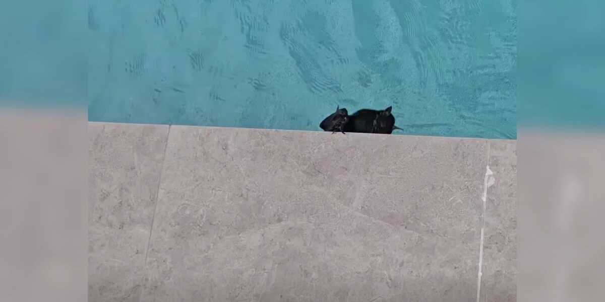 Retter bemerkt schwarzen Blob am Rand des Pools und findet „erschöpftes“ Wildtier