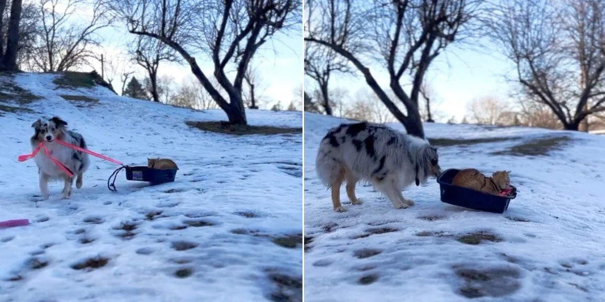 Schneebesessener Hund sieht eine Katze im Katzenklo und entscheidet, dass es jetzt ein Schlitten ist