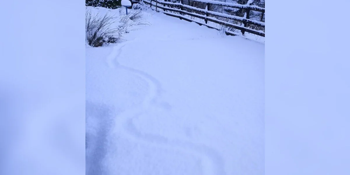 Seltsame Spur im Schnee führt ein Paar zu einem winzigen Tier, das ums Überleben kämpft