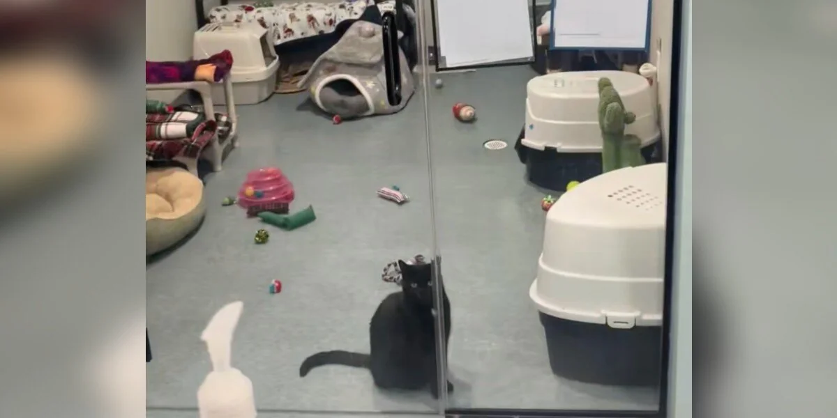 Tierheimkatze sitzt den ganzen Tag am selben Platz und hofft, dass ihre Familie ankommt