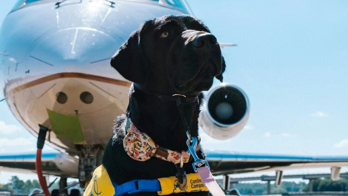 Um mit ihren Hunden fliegen zu können, geben Reisende sie als Assistenztiere aus