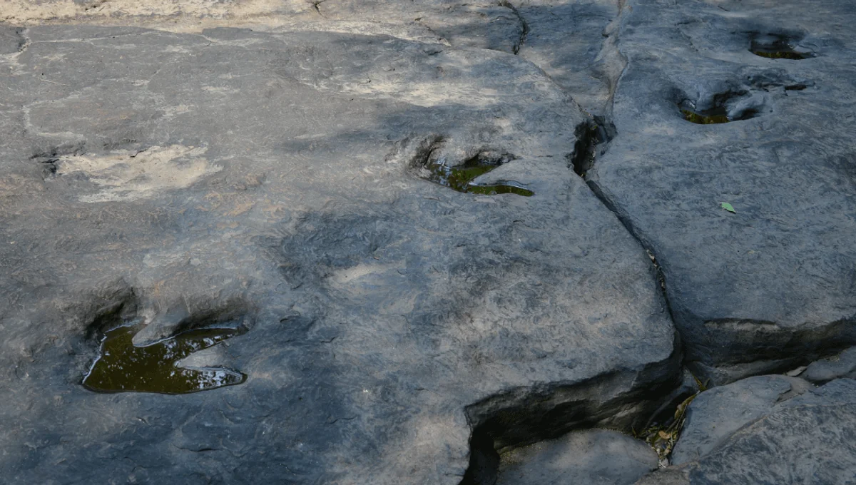 Wie ist es möglich, dass Dinosaurier-Fußabdrücke fossilieren und Millionen von Jahren überdauern?