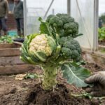 Viele Menschen wissen es nicht, aber Blumenkohl, Brokkoli und Kohl sind alles verschiedene Sorten derselben Pflanze
